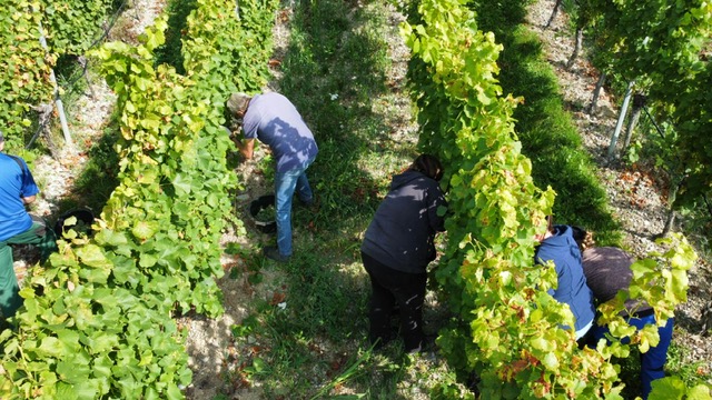 Drohnenaufnahme bei unserer Weinlese - natürlich mit der Hand