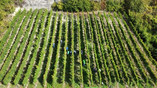 Weinberge mit unseren lieben Weinlesern